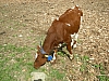 farma_Nibble2