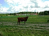 farma_Nibble3