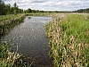 Naturalne systemy oczyszczania 