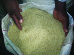 rice