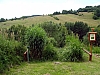 rosliny